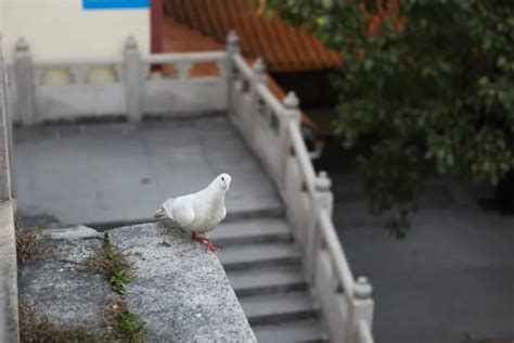 為什麼門檻不能踩|家裡門檻為什麼忌諱被踩？看看你家鄉有這種說法嗎？。